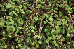 Image of Shrubby tororaro