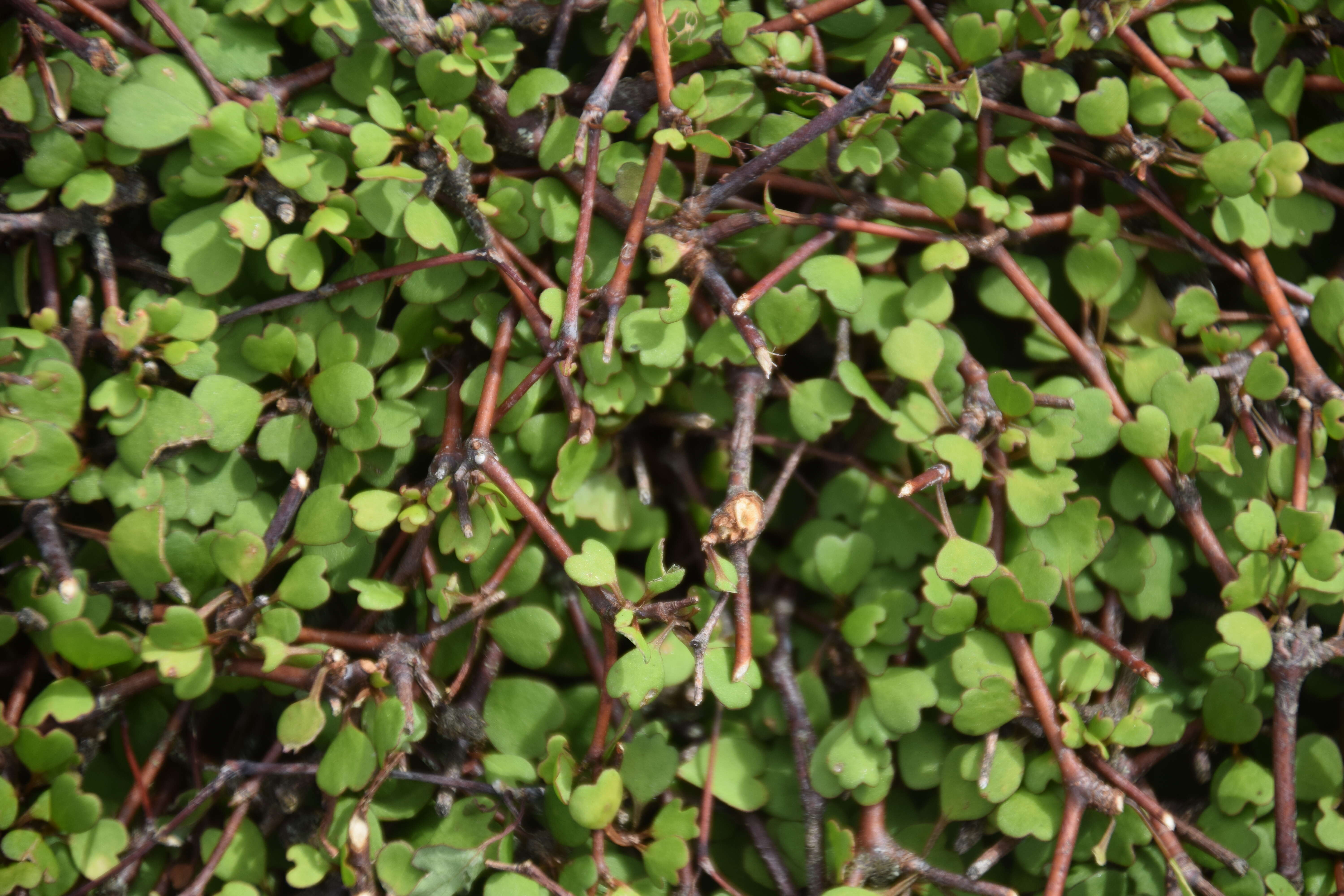 Image of Shrubby tororaro