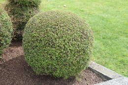 Image of Shrubby tororaro