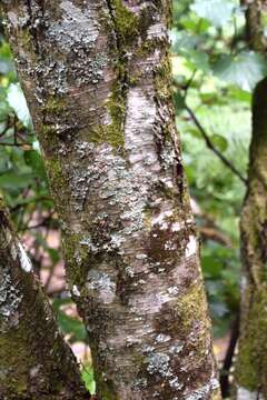 Image of Silver beech