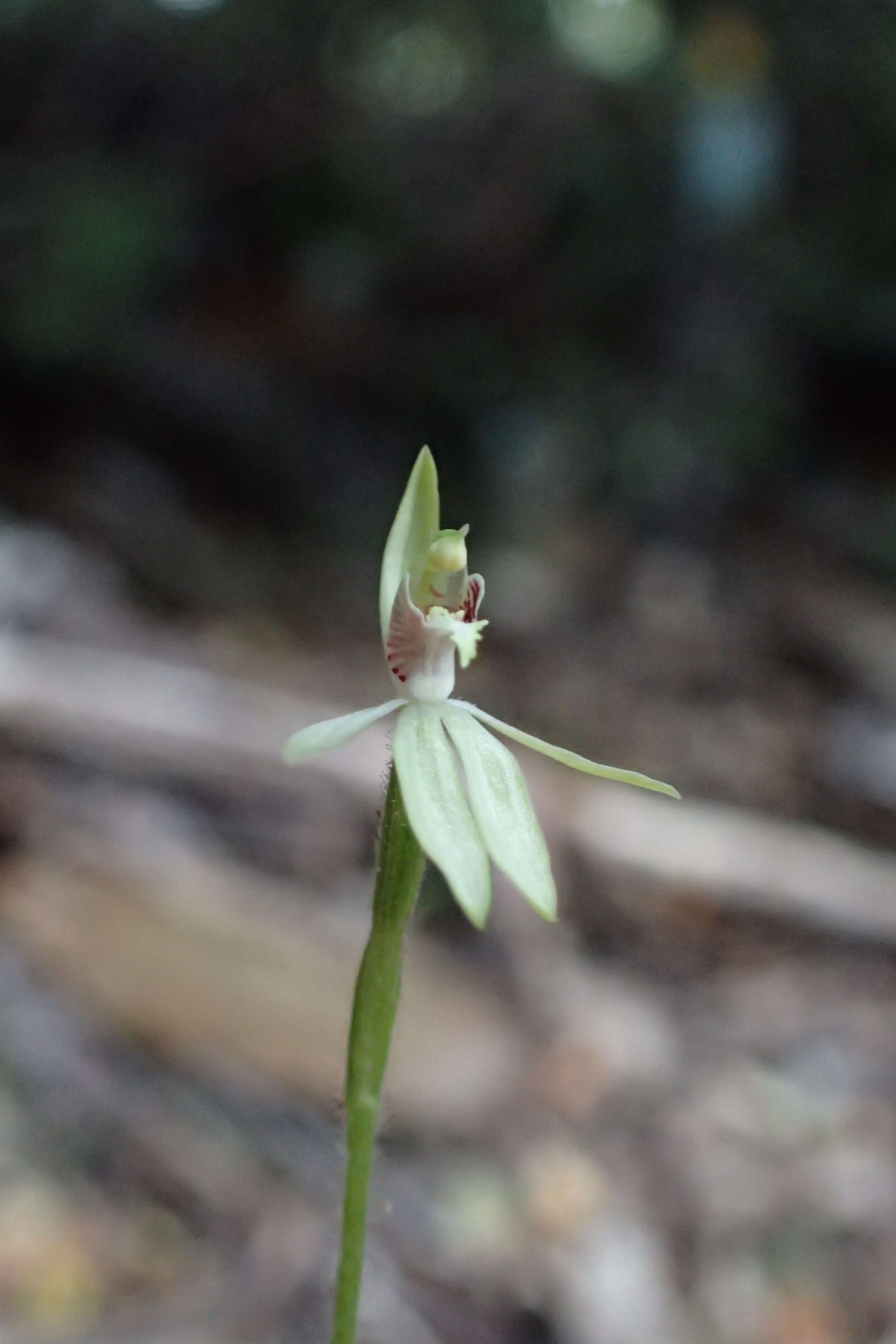 Caladenia chlorostyla D. L. Jones, Molloy & M. A. Clem.的圖片