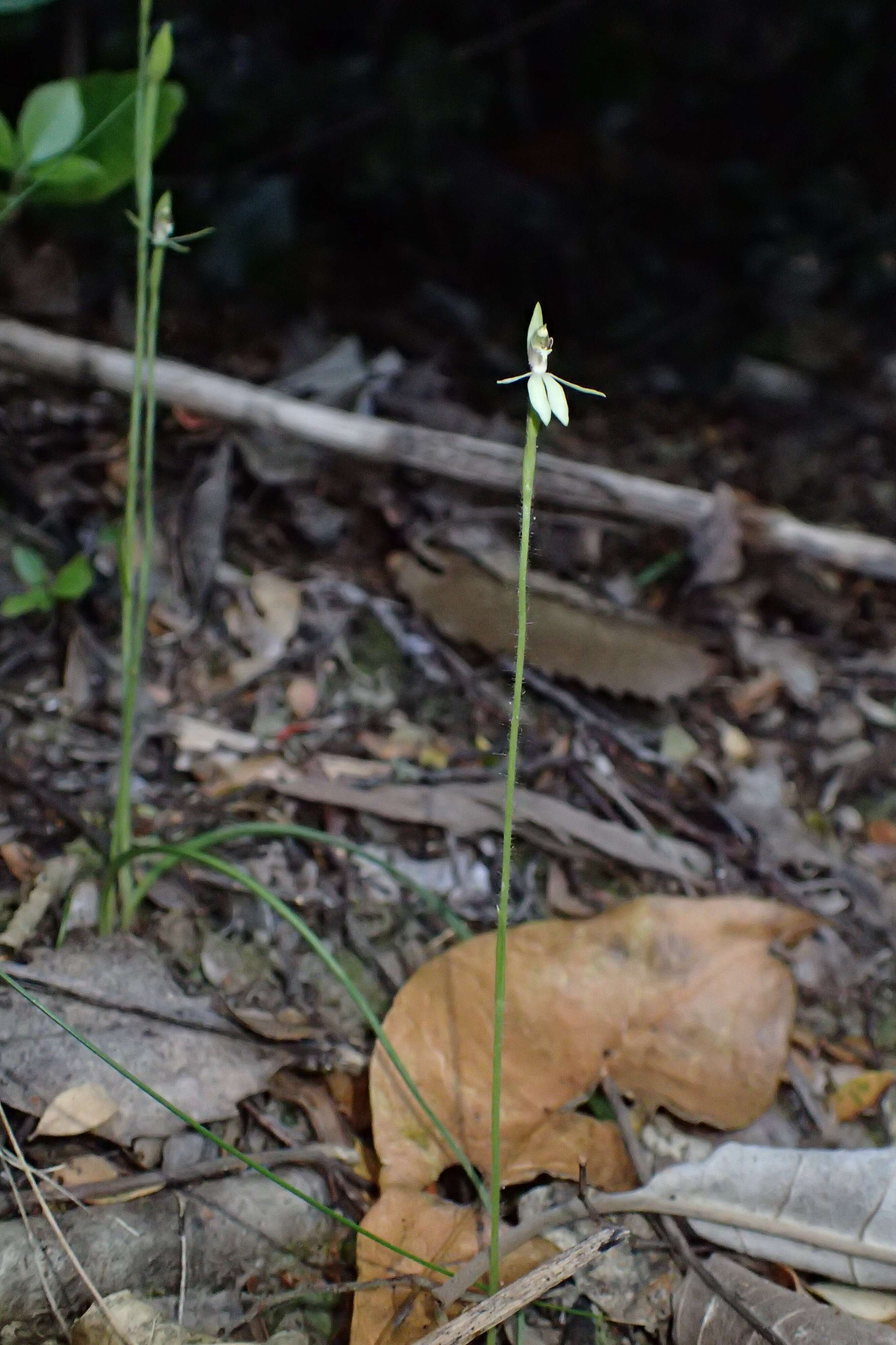 Caladenia chlorostyla D. L. Jones, Molloy & M. A. Clem.的圖片