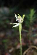 Caladenia chlorostyla D. L. Jones, Molloy & M. A. Clem.的圖片