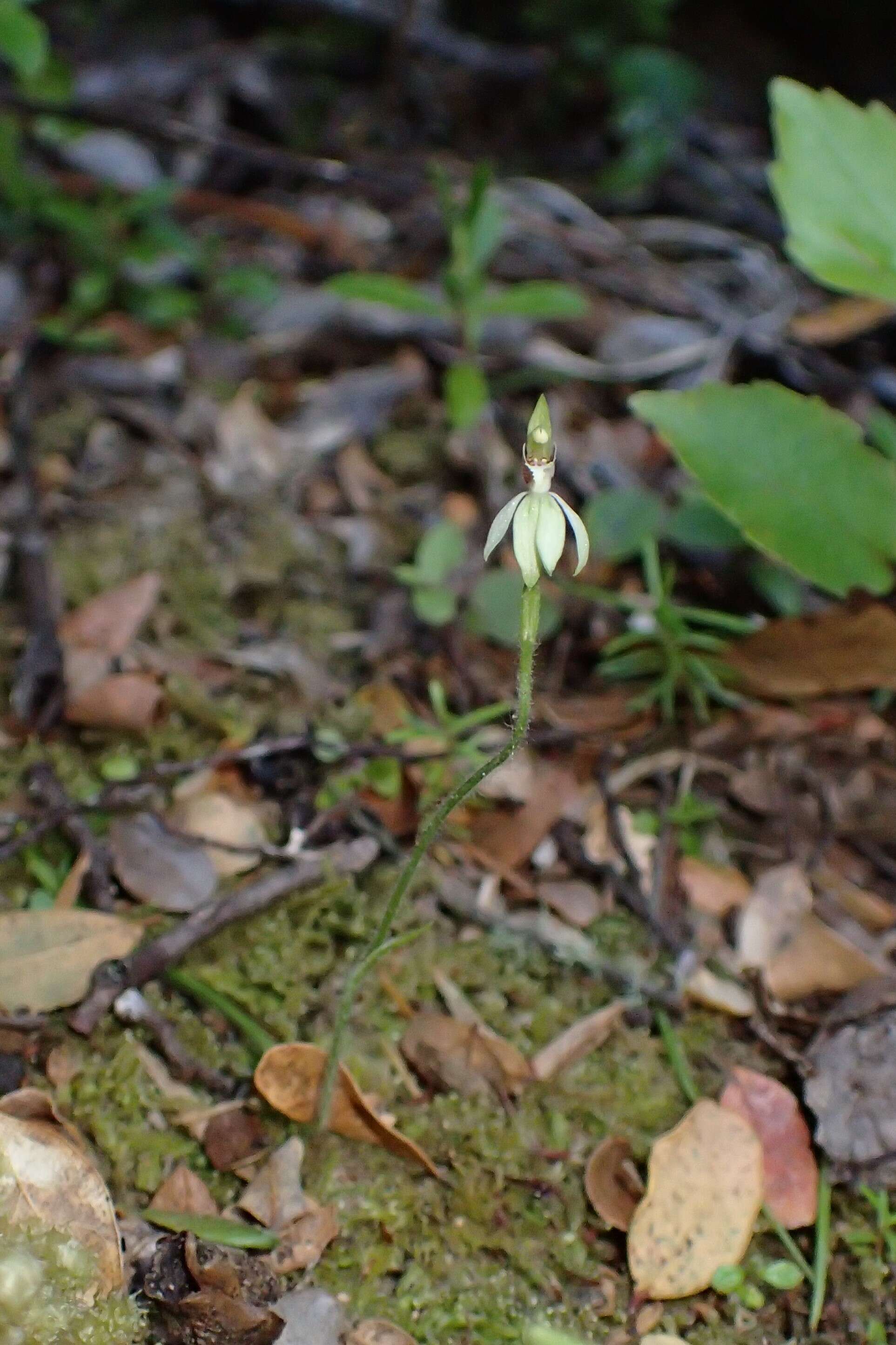 Caladenia chlorostyla D. L. Jones, Molloy & M. A. Clem.的圖片