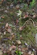 Caladenia chlorostyla D. L. Jones, Molloy & M. A. Clem.的圖片