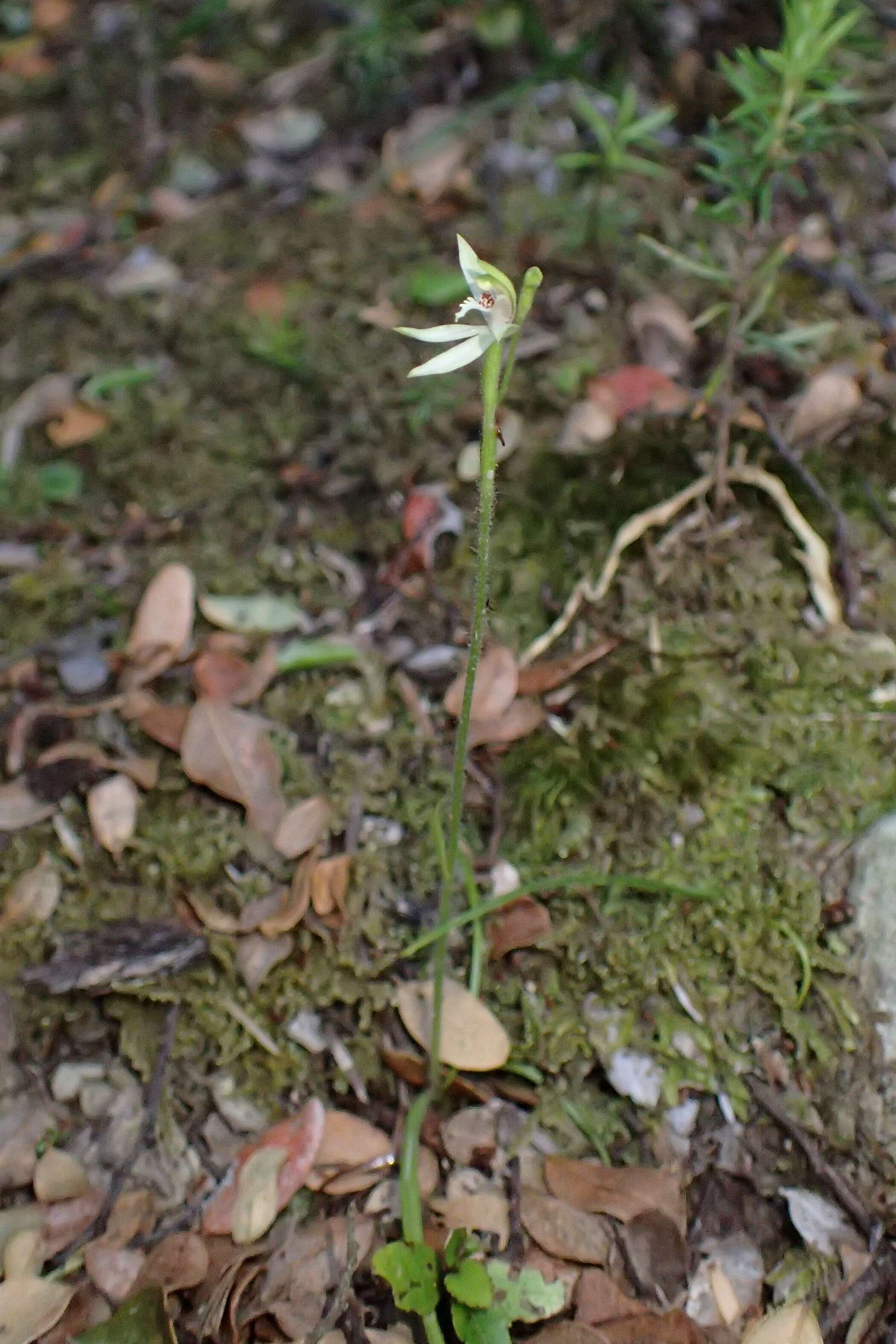 Caladenia chlorostyla D. L. Jones, Molloy & M. A. Clem.的圖片