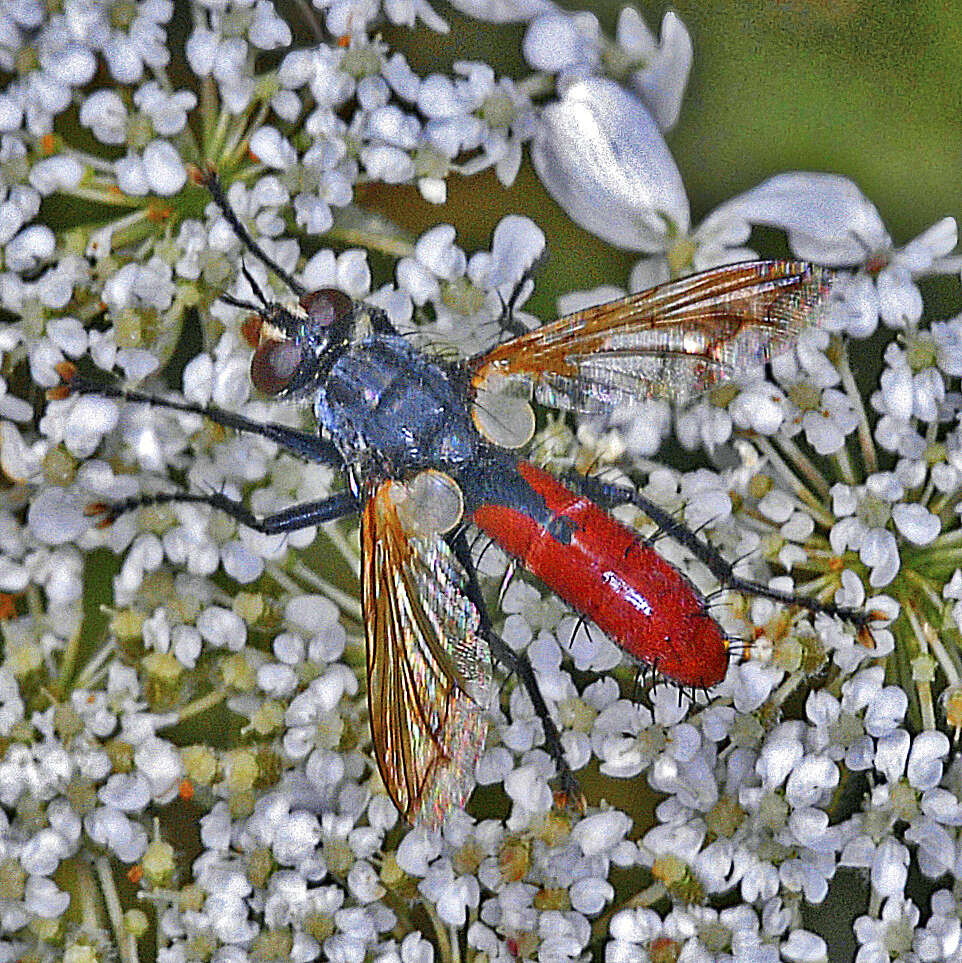 Image of Cylindromyia bicolor (Olivier 1811)