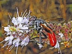 Image de Cylindromyia bicolor (Olivier 1811)