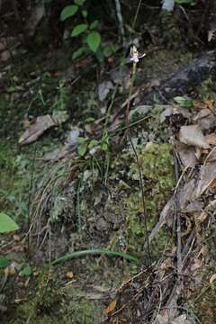 Image de Caladenia variegata Colenso