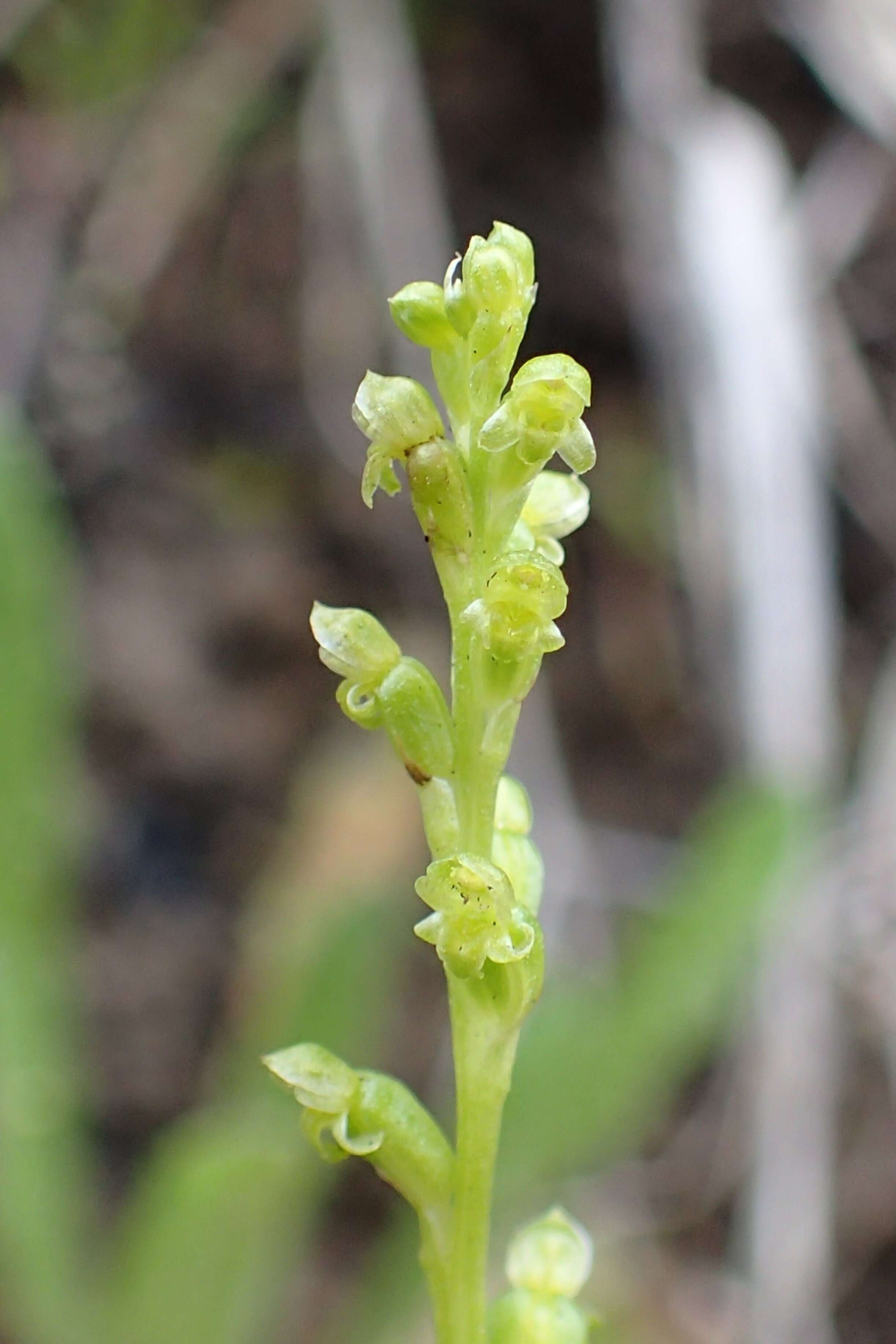 Image of Common onion orchid