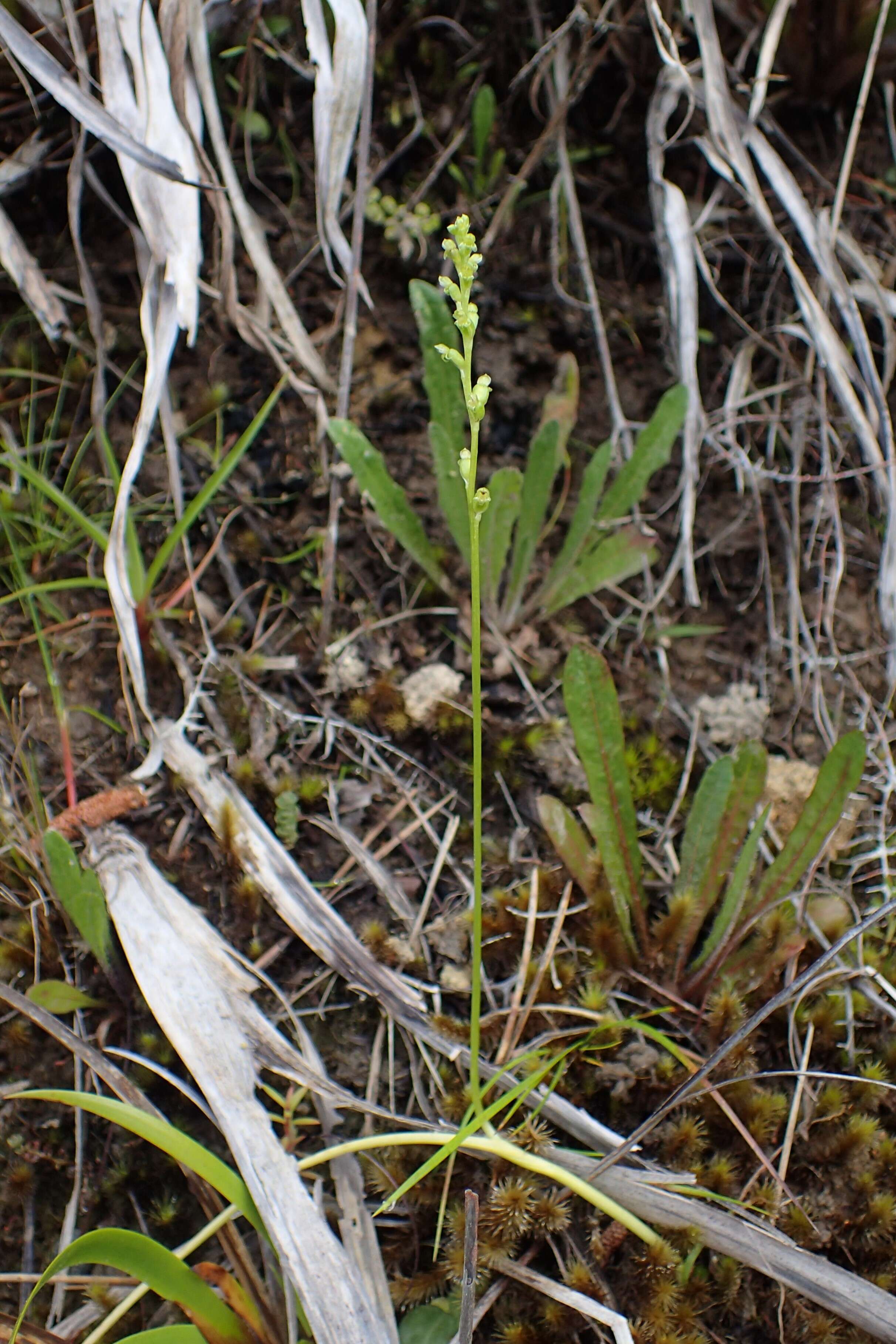 Image of Common onion orchid