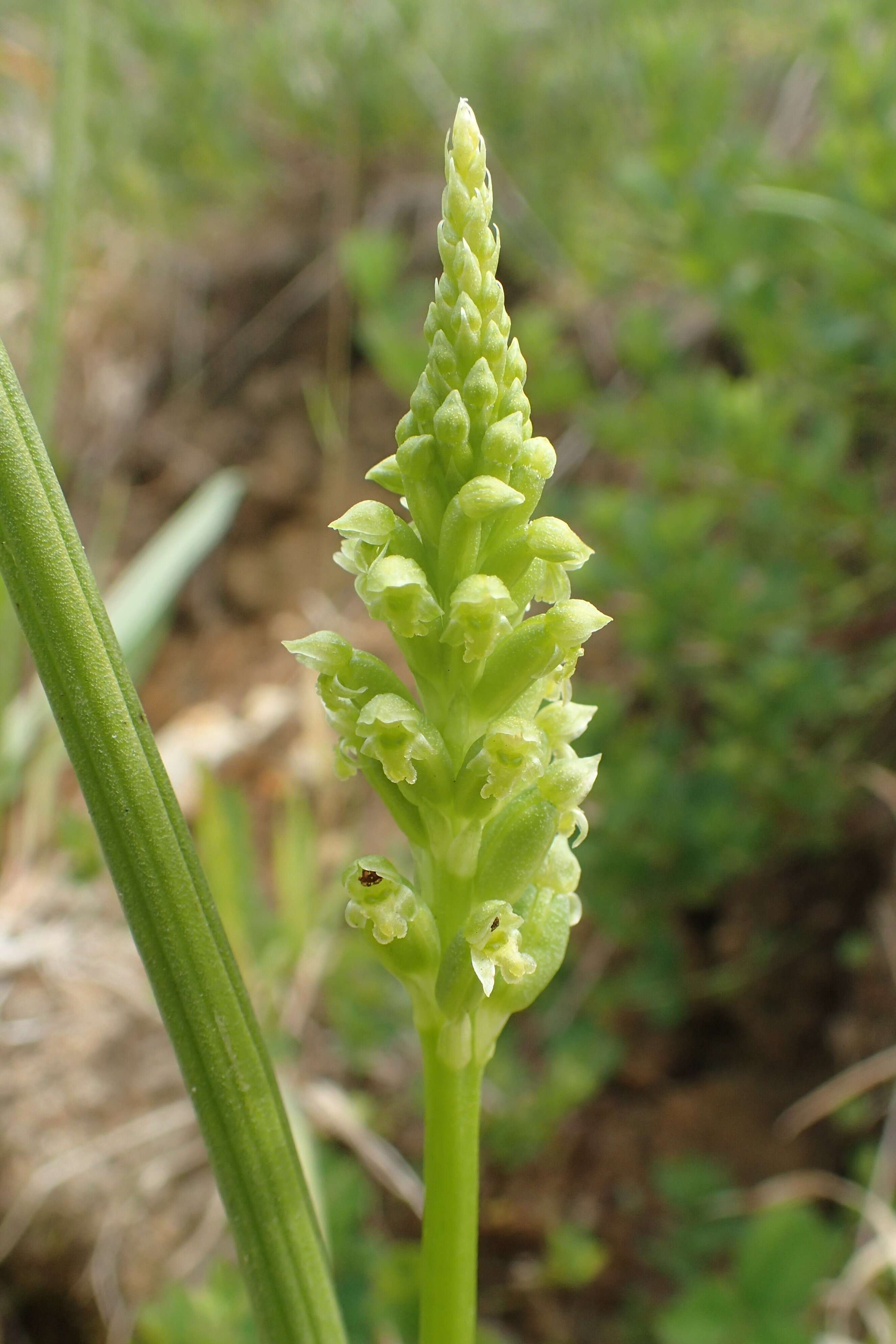 Image of Common onion orchid