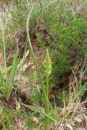 Image of Common onion orchid