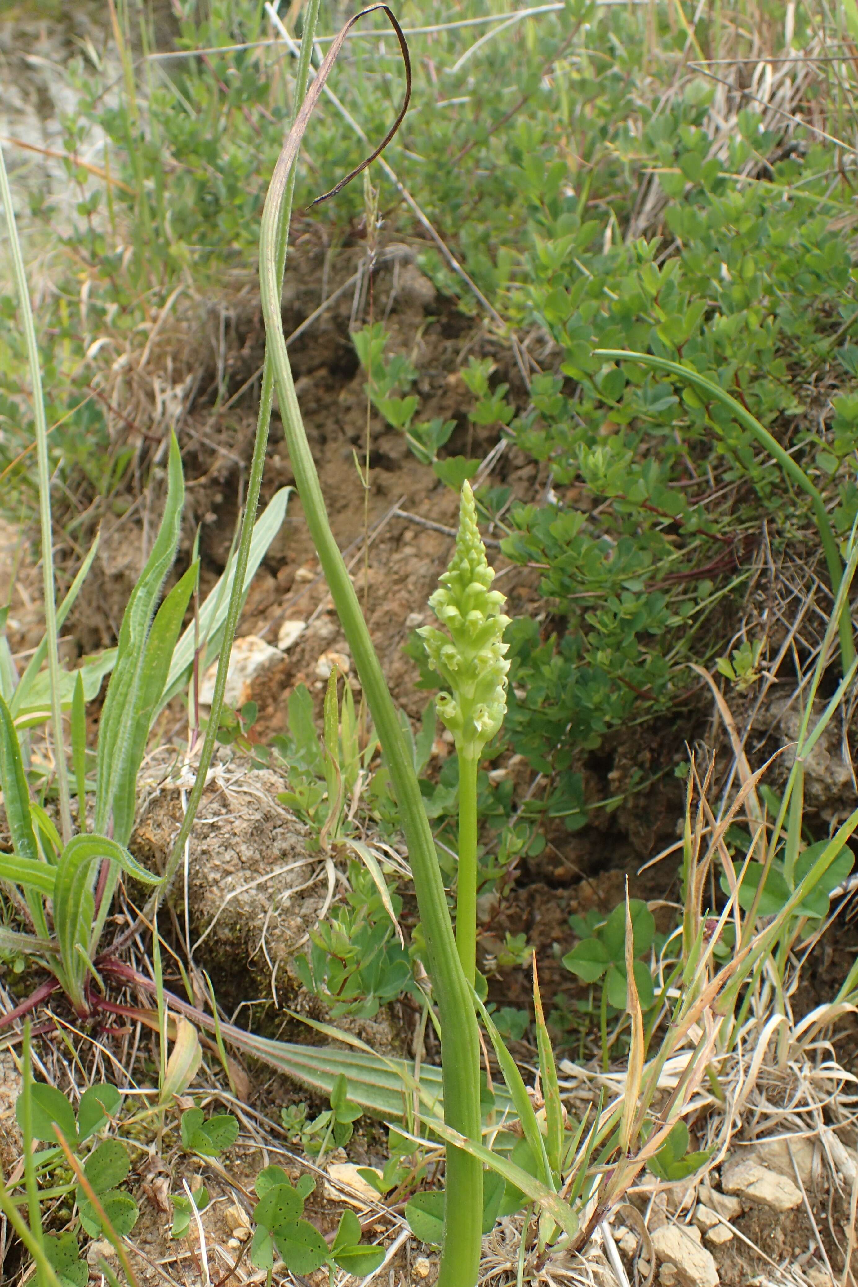 Image of Common onion orchid