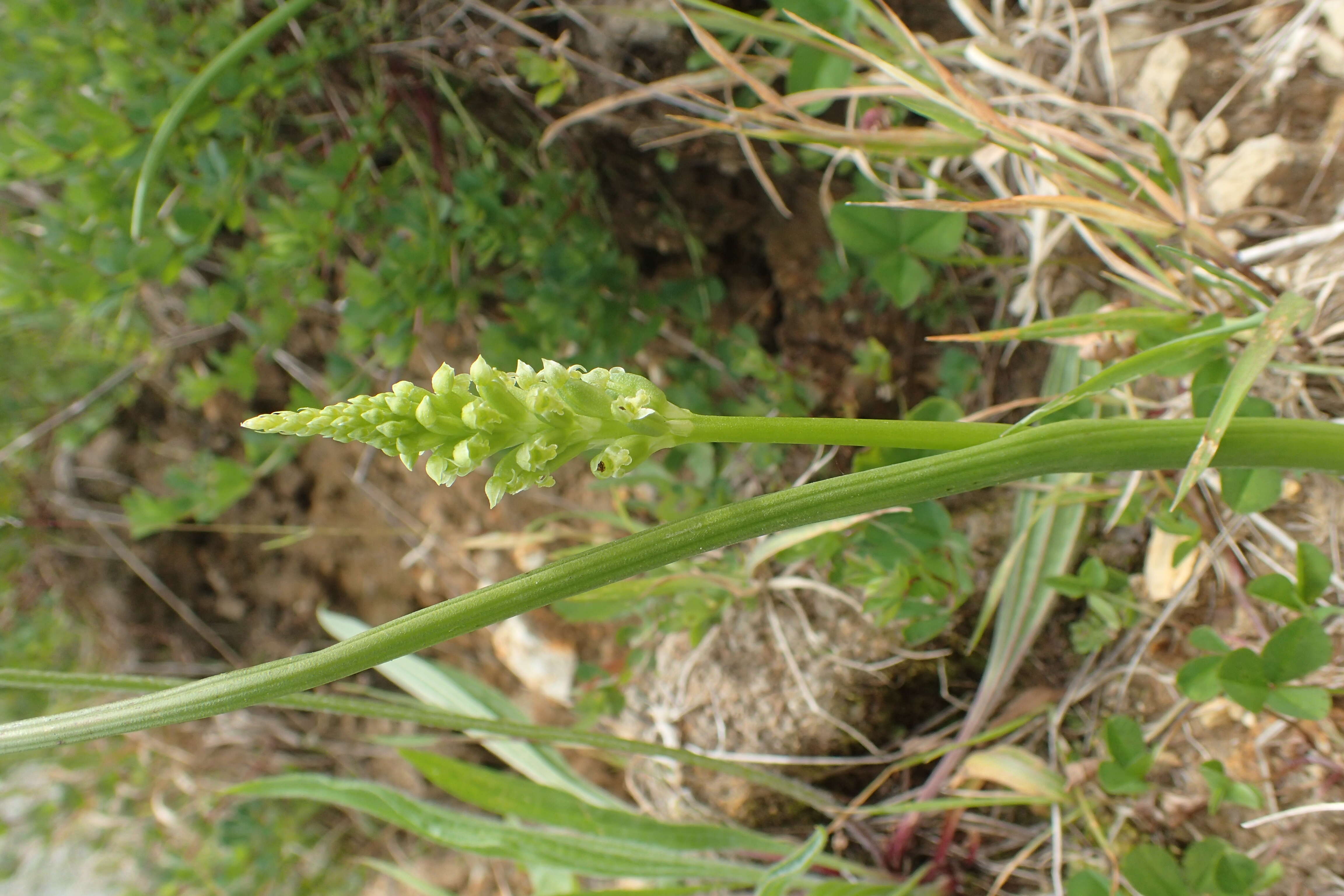 Image of Common onion orchid