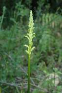 Image of Common onion orchid