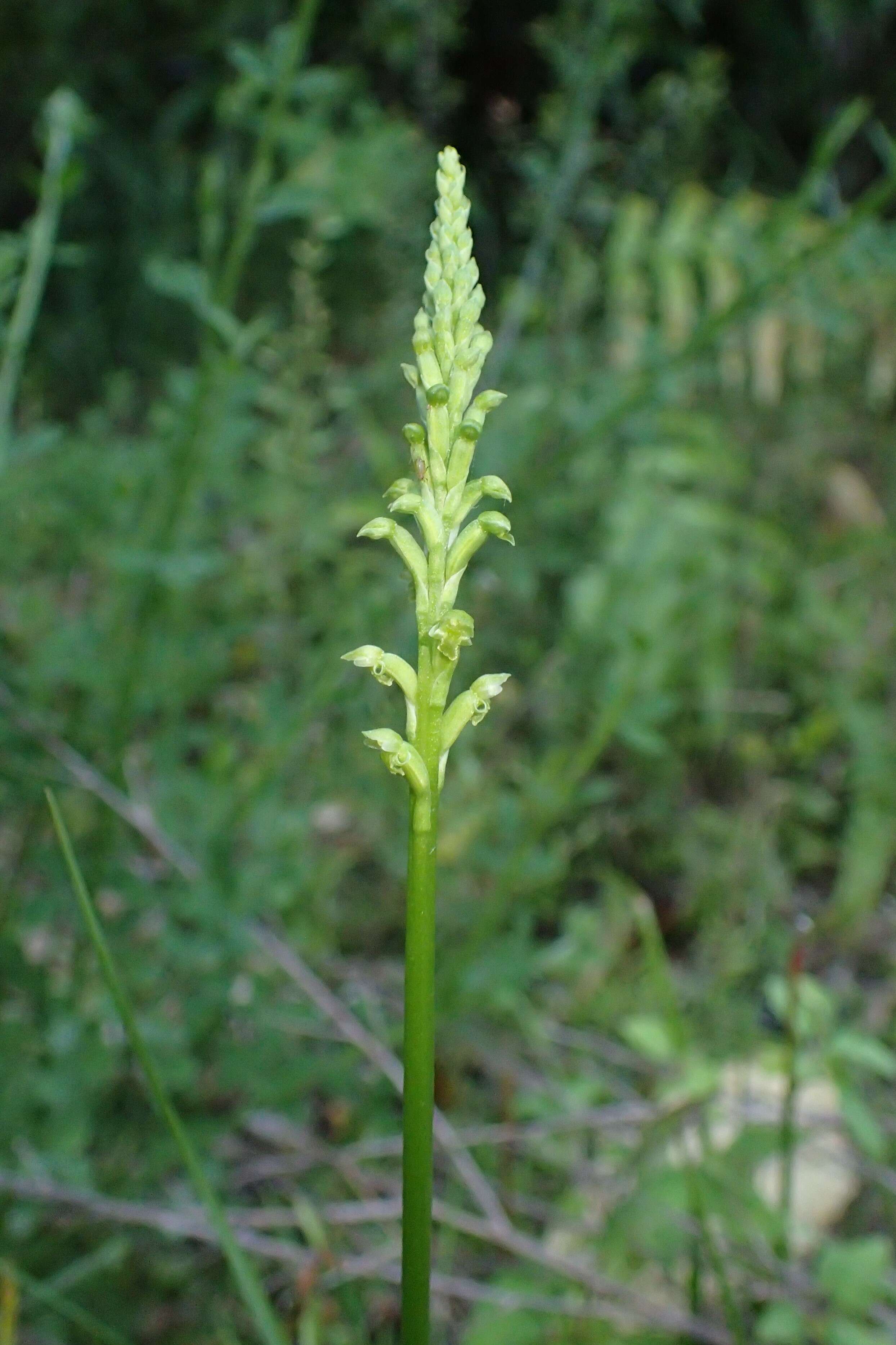 Image of Common onion orchid