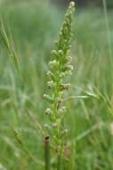 Image of Common onion orchid