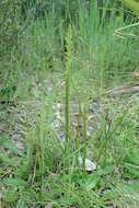 Image of Common onion orchid