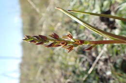 Imagem de Prasophyllum colensoi Hook. fil.