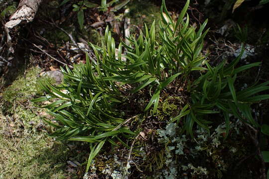 Image of Earina autumnalis (G. Forst.) Hook. fil.