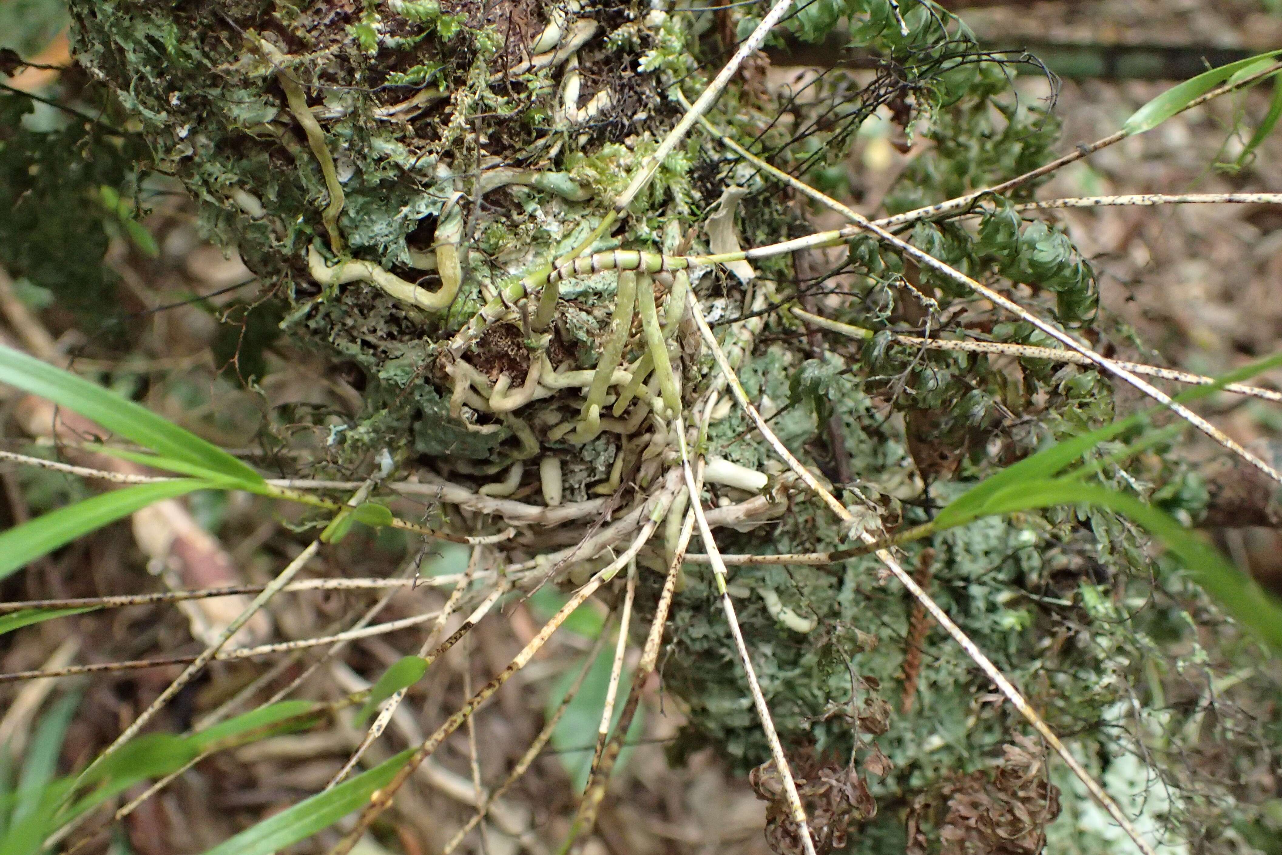 Earina mucronata Lindl. resmi