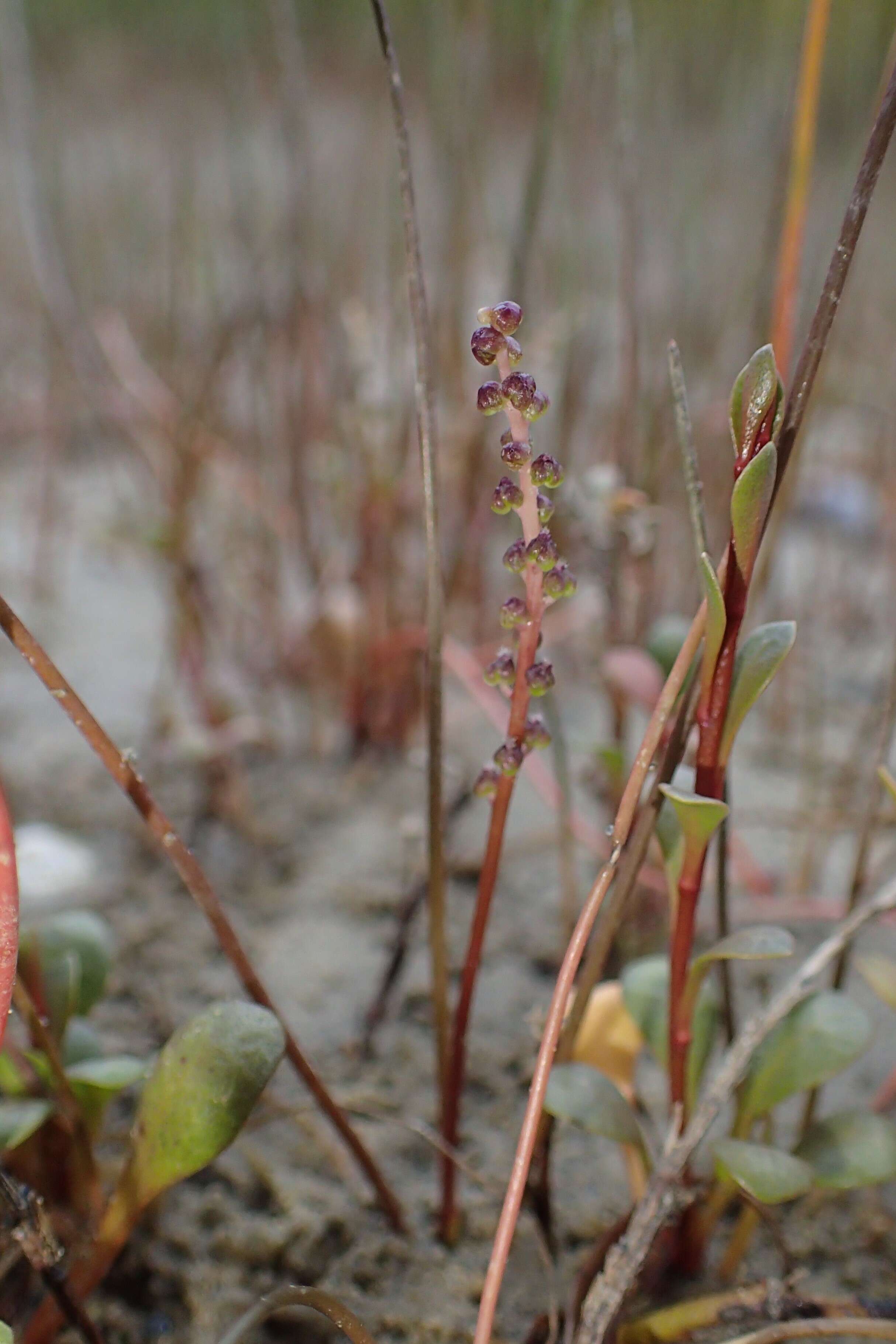 Image of three-rib arrowgrass