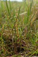 Image of three-rib arrowgrass