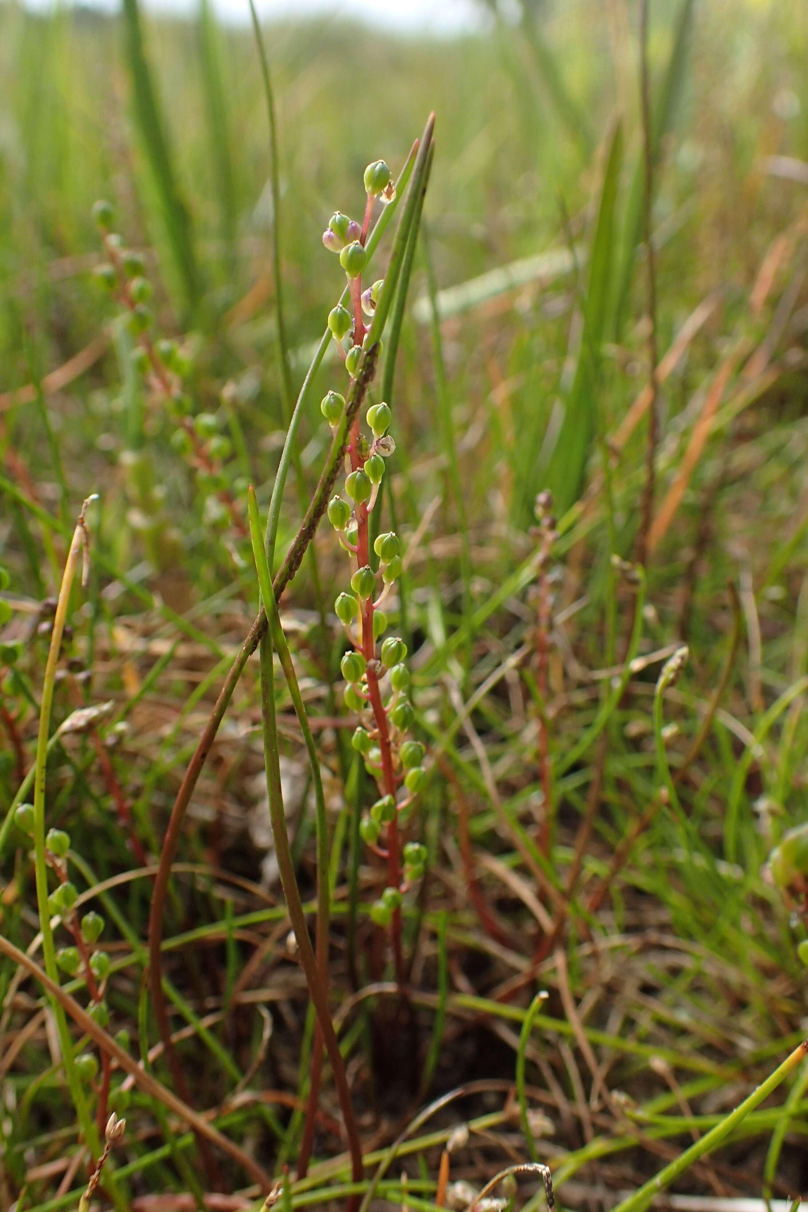 Image of three-rib arrowgrass