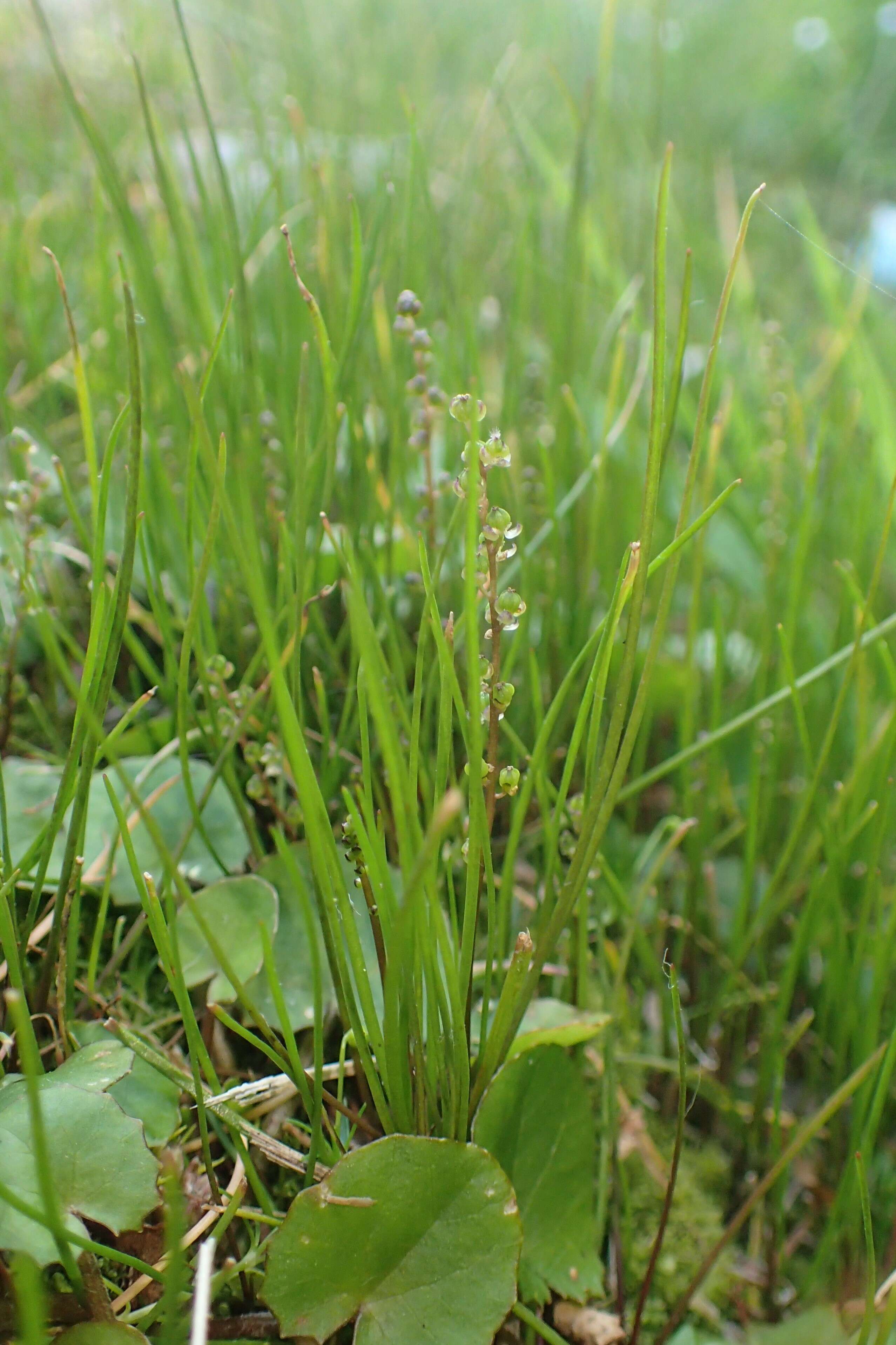 Image of three-rib arrowgrass