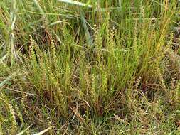 Image of three-rib arrowgrass