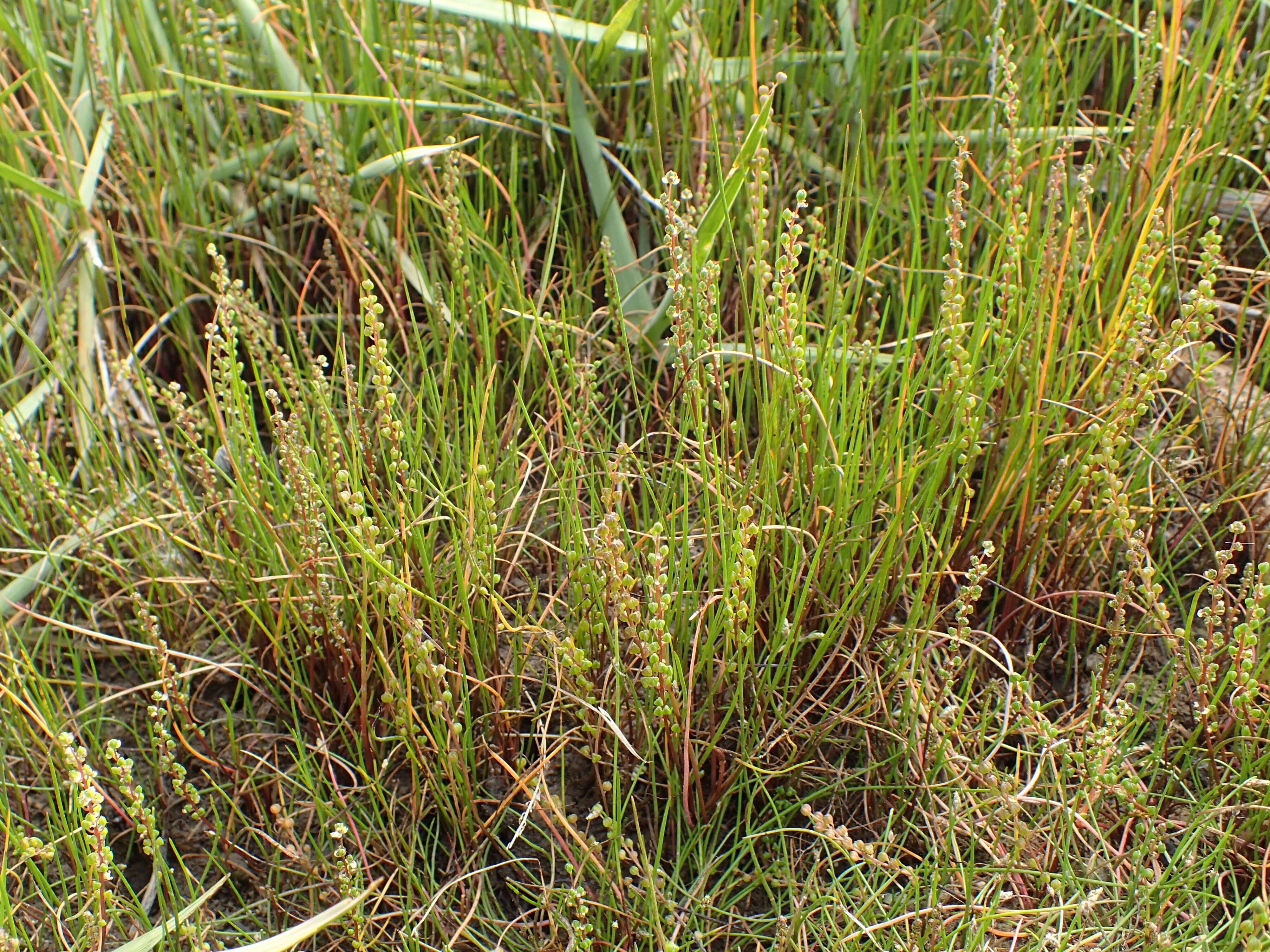 Image of three-rib arrowgrass