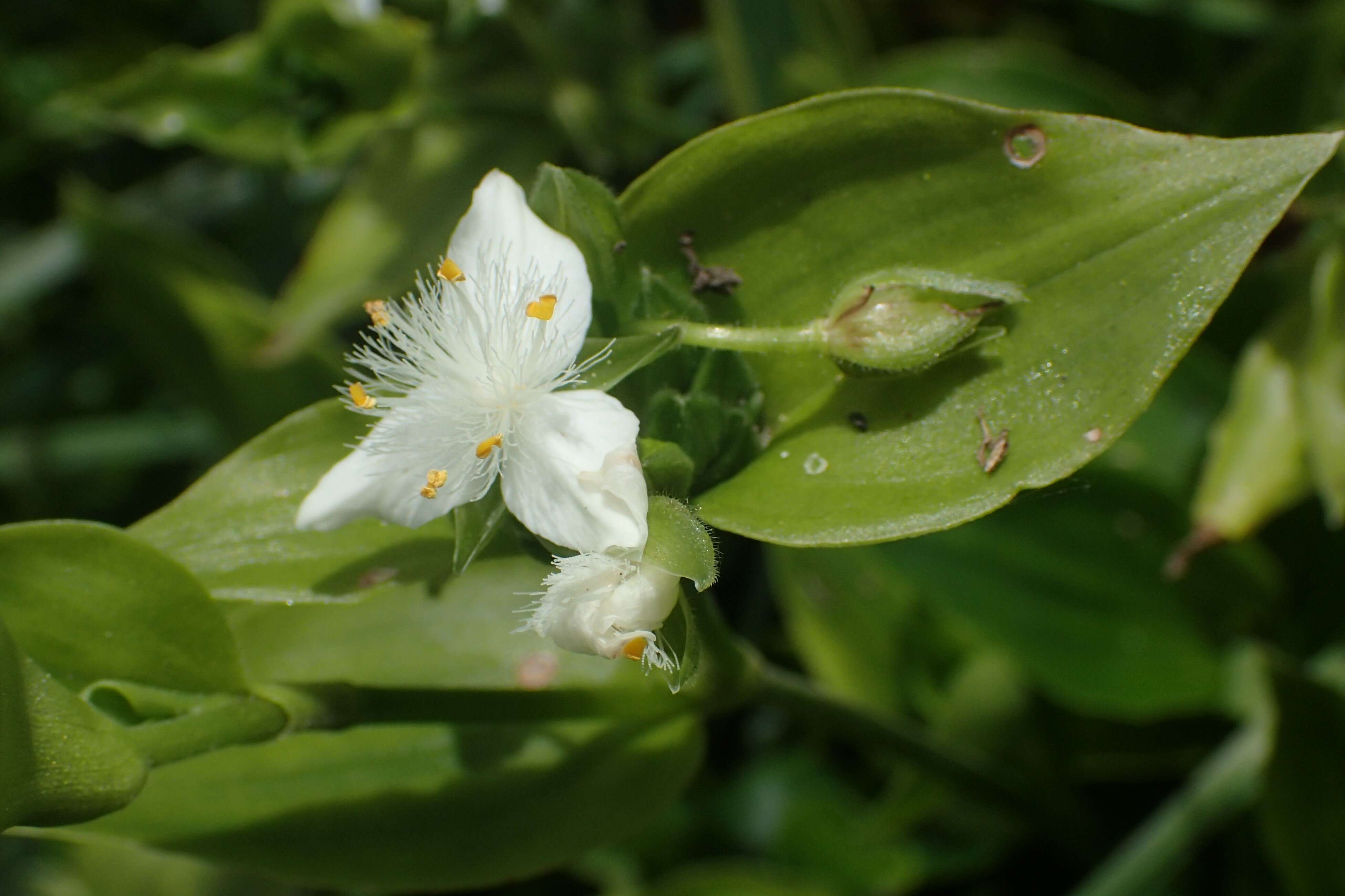 Image of small-leaf spiderwort