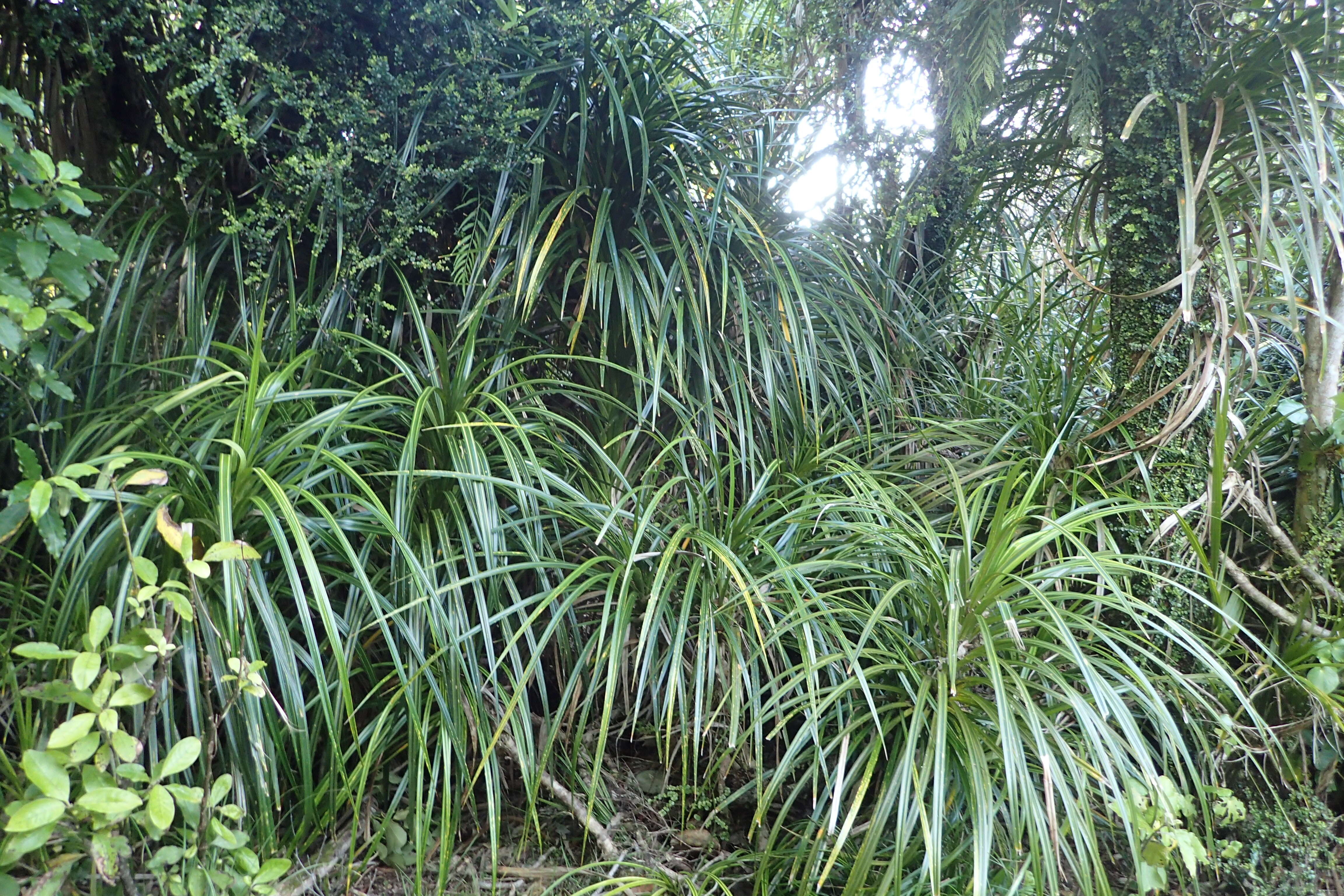 Image of Freycinetia banksii A. Cunn.