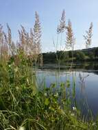 Imagem de Calamagrostis epigejos (L.) Roth