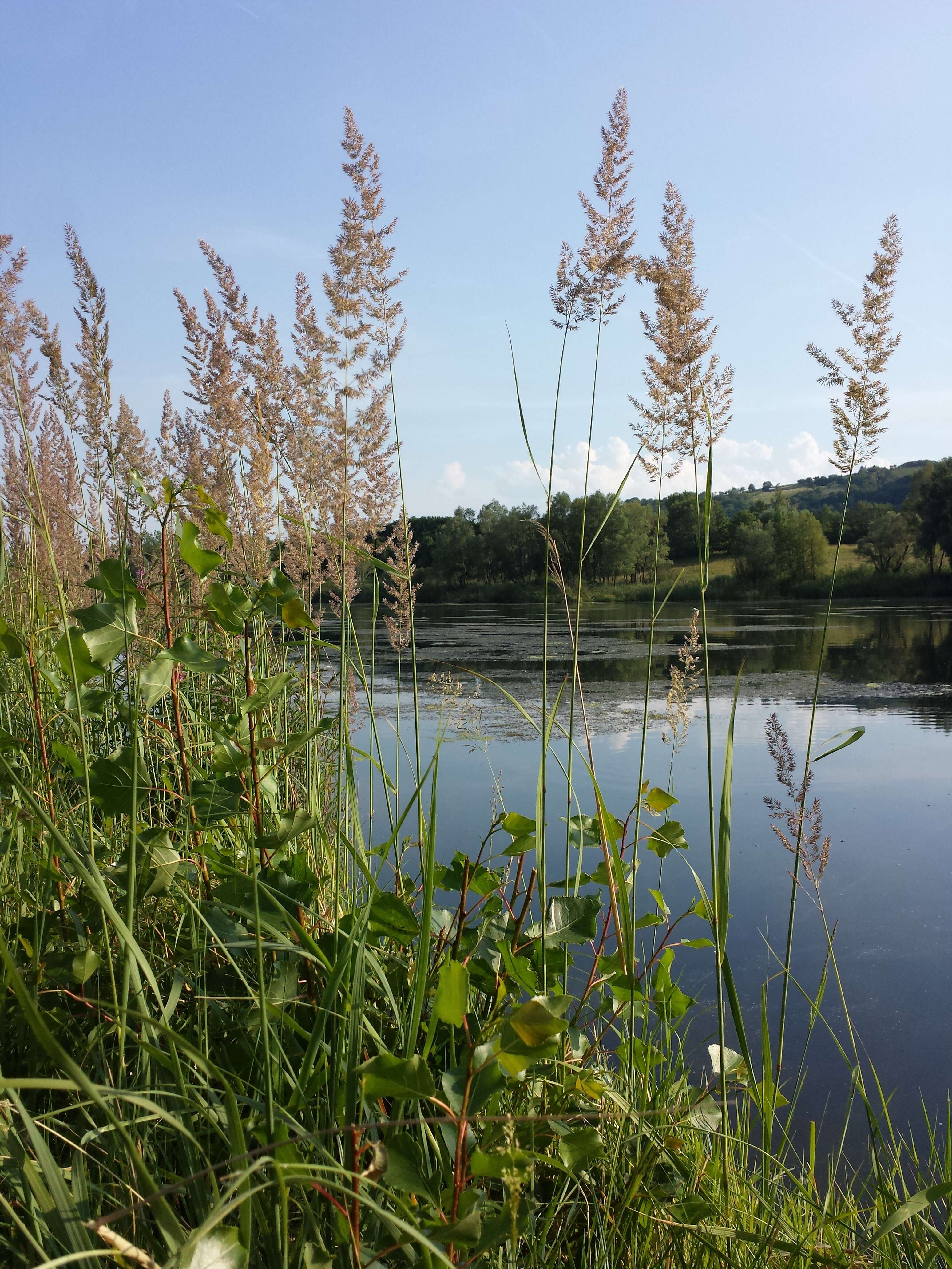 Imagem de Calamagrostis epigejos (L.) Roth