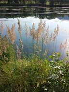 Imagem de Calamagrostis epigejos (L.) Roth