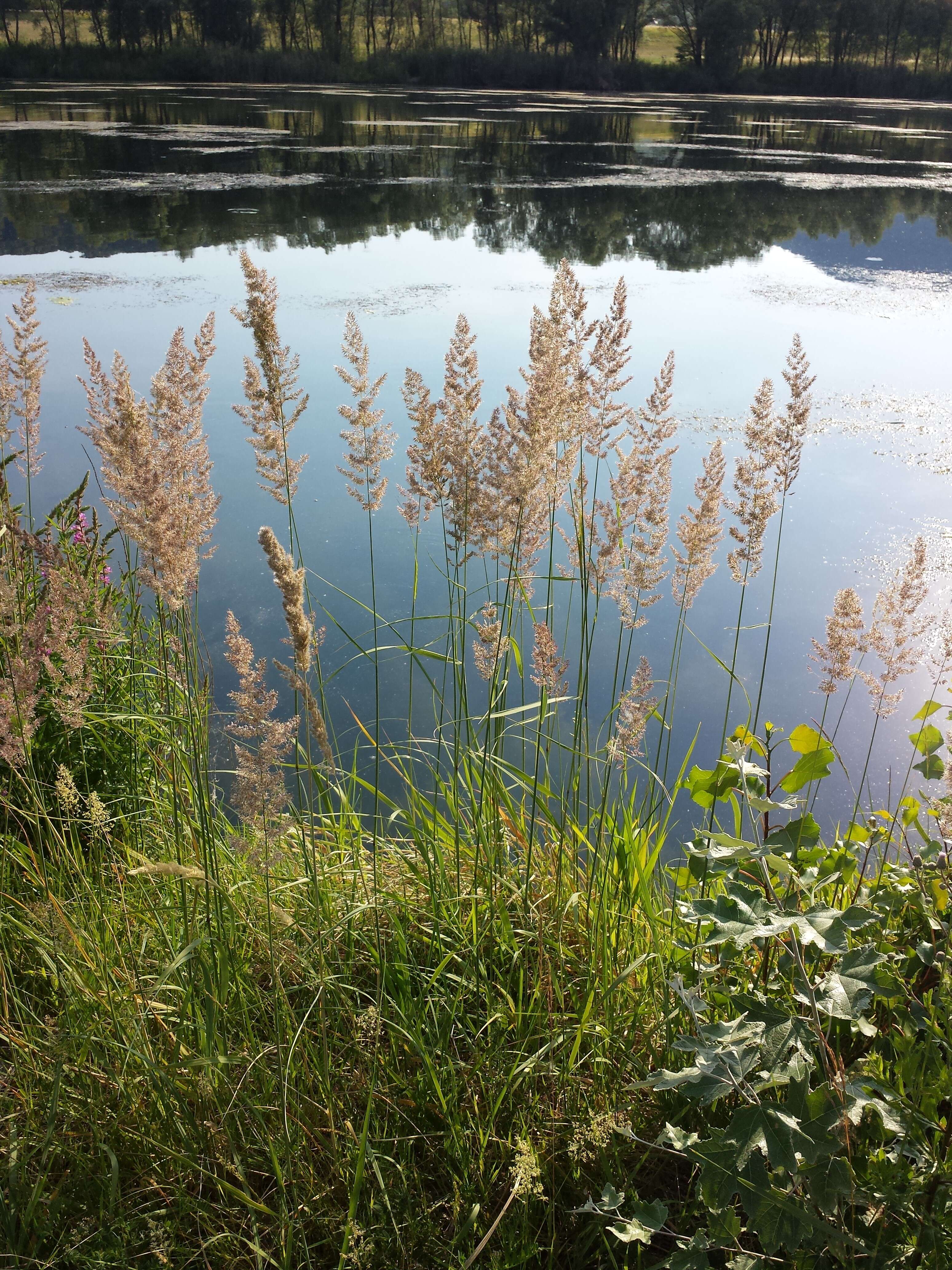 Imagem de Calamagrostis epigejos (L.) Roth