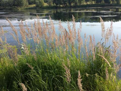 Imagem de Calamagrostis epigejos (L.) Roth