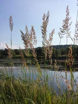 Imagem de Calamagrostis epigejos (L.) Roth