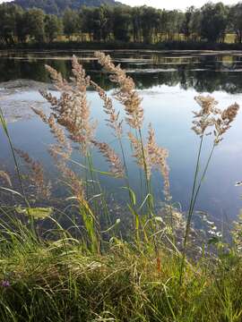 Imagem de Calamagrostis epigejos (L.) Roth