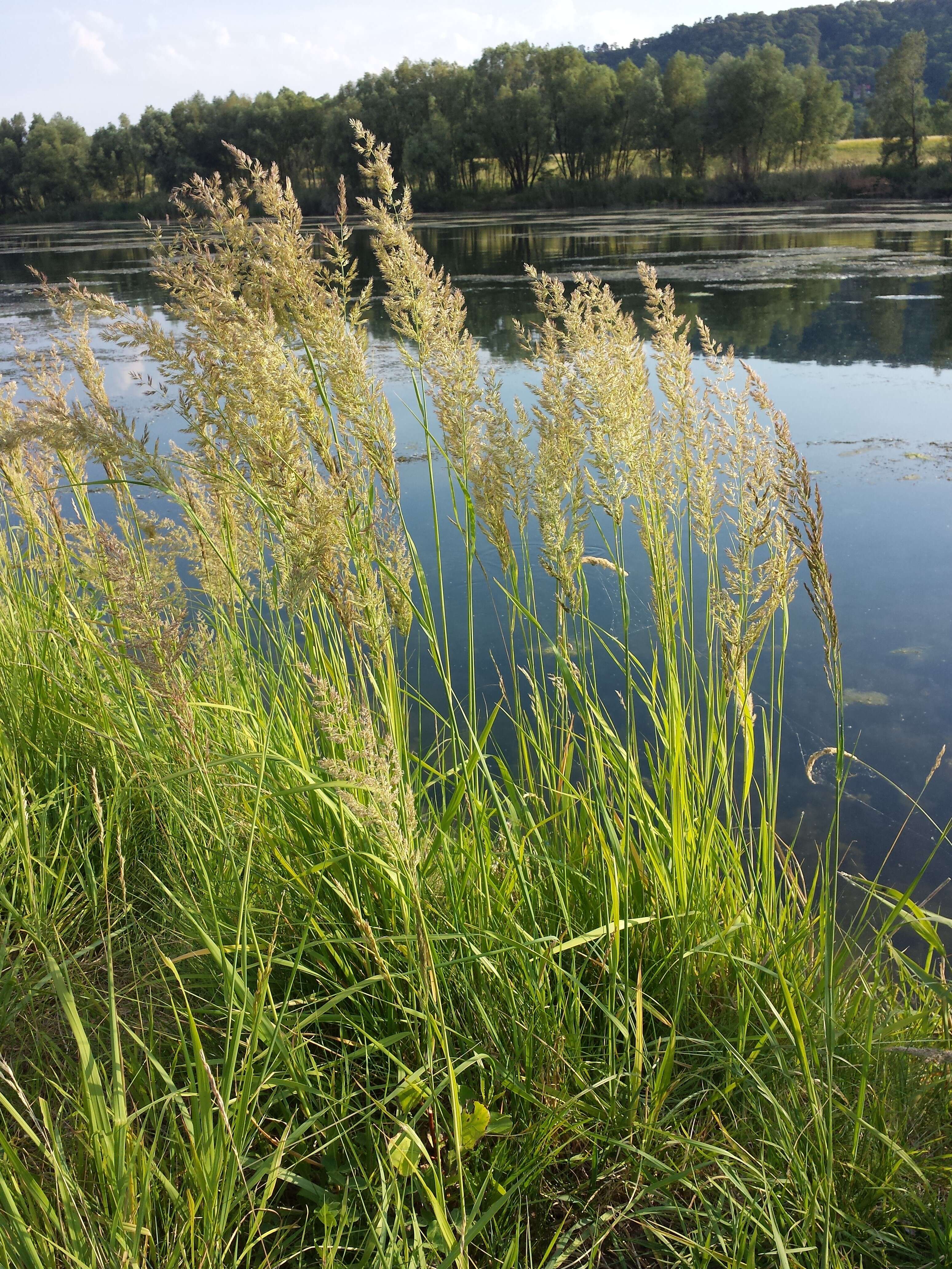 Imagem de Calamagrostis epigejos (L.) Roth