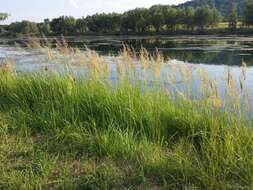 Imagem de Calamagrostis epigejos (L.) Roth