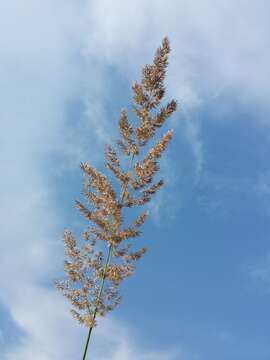 Imagem de Calamagrostis epigejos (L.) Roth