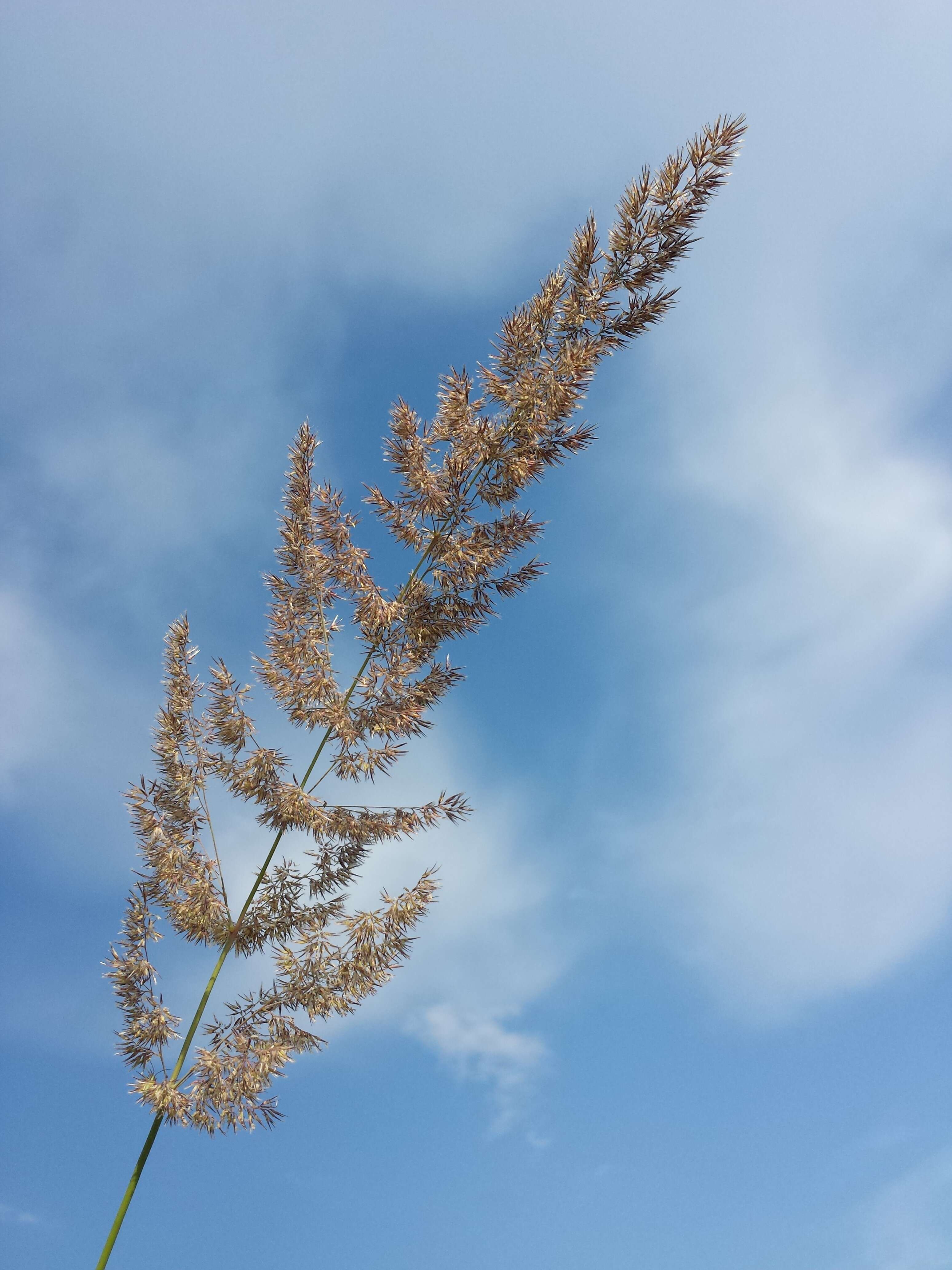 Imagem de Calamagrostis epigejos (L.) Roth