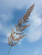 Imagem de Calamagrostis epigejos (L.) Roth