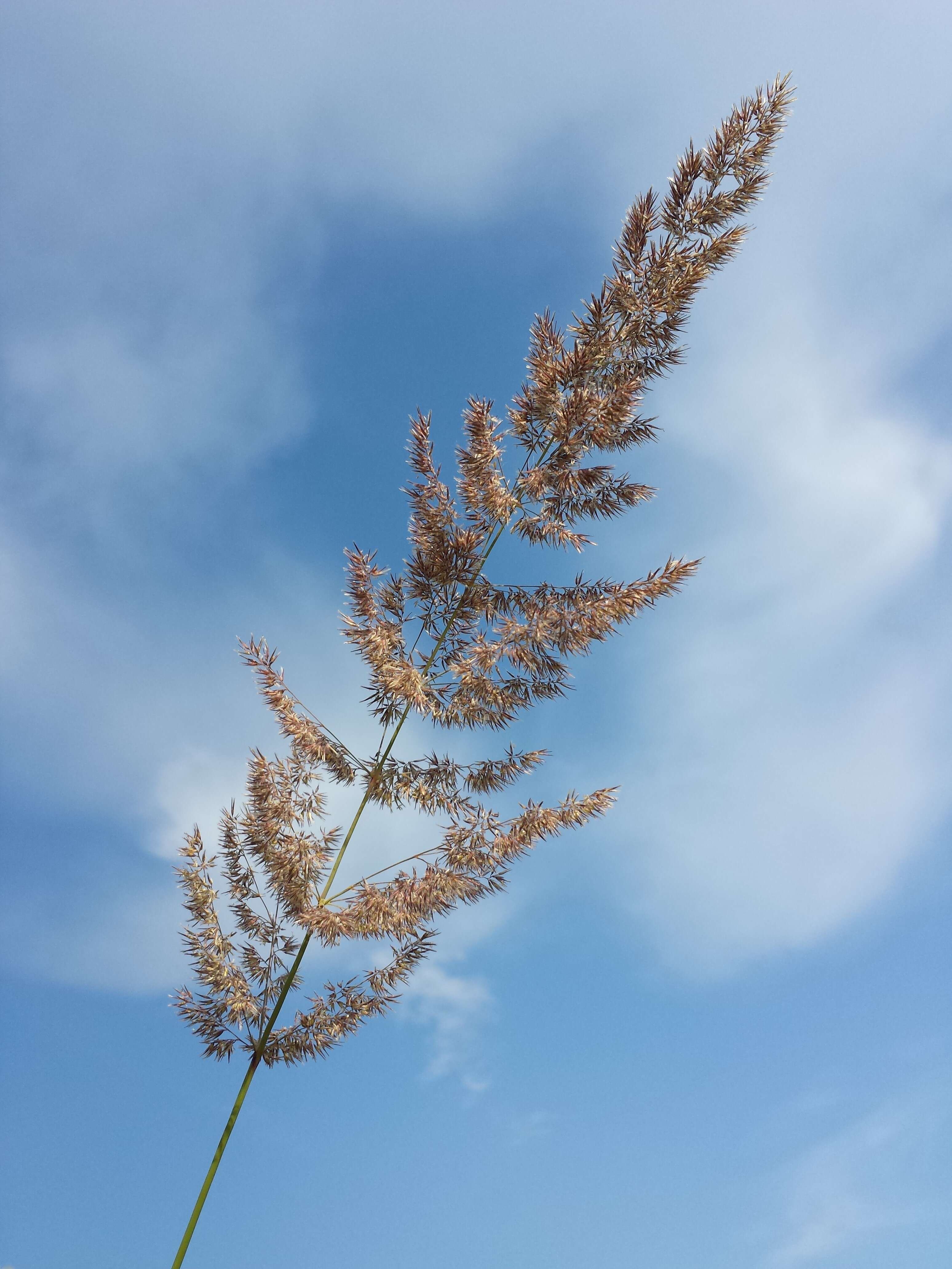 Imagem de Calamagrostis epigejos (L.) Roth