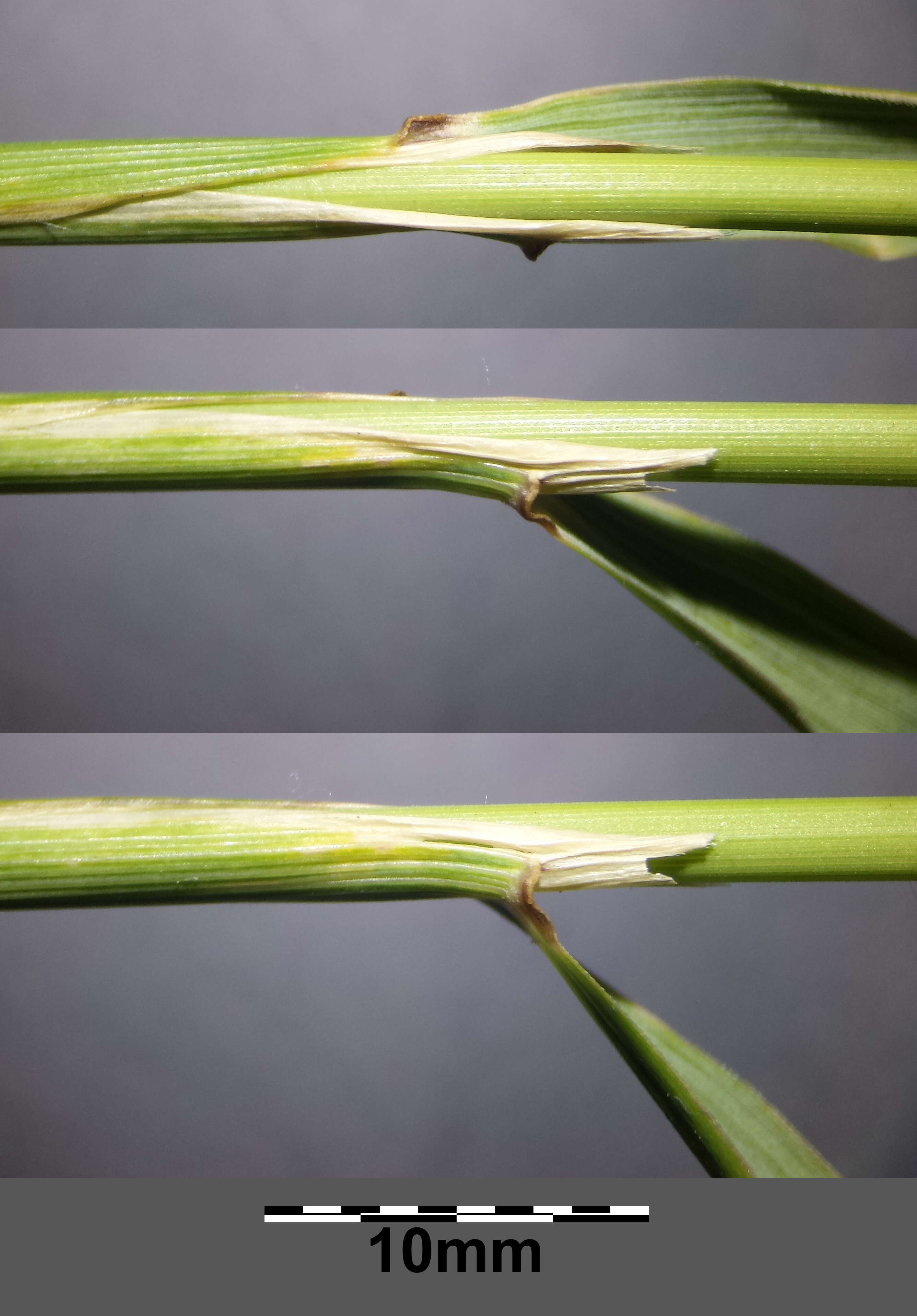 Imagem de Calamagrostis epigejos (L.) Roth