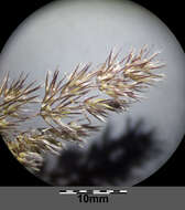 Imagem de Calamagrostis epigejos (L.) Roth