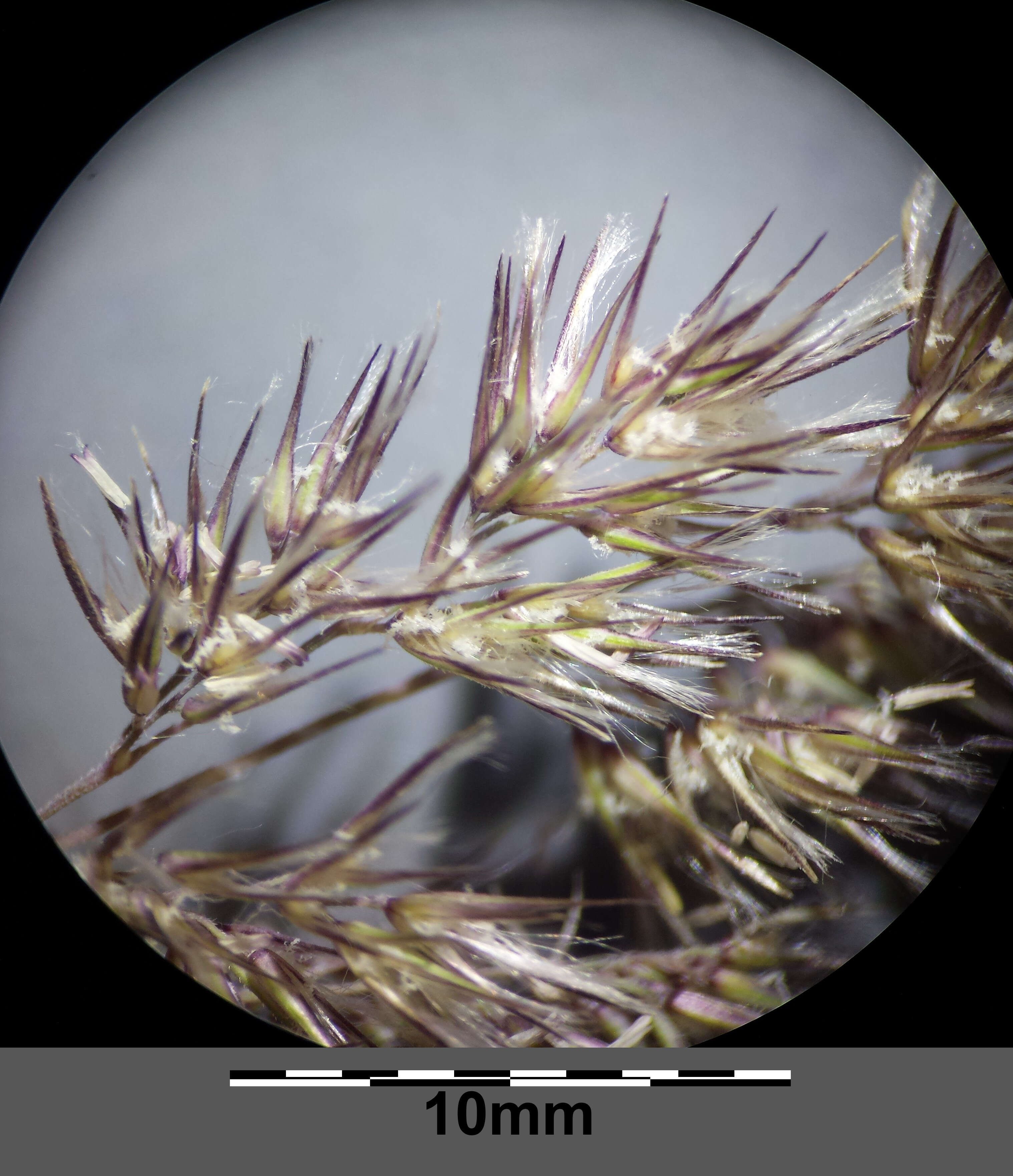 Imagem de Calamagrostis epigejos (L.) Roth